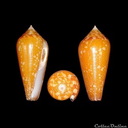 Darioconus crocatus (Lamarck, 1810)