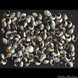 Littorinidae - Melarhaphe neritoides (Linné, 1758)