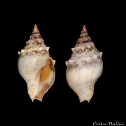 Clavatulidae - Clavatula imperialis (Lamarck, 1816)