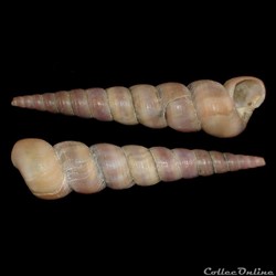 Turritellidae - Turritellinella tricarinata (Brocchi, 1814)