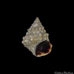 Littorinidae - Echinolittorina tuberculata (Menke, 1828)
