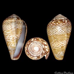 Lautoconus (Lautoconus) cacao (Ferrario, 1983)