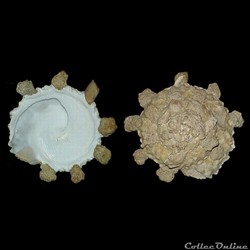 Xenophoridae - Stellaria testigera digitata (Martens, 1878)