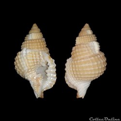 Personidae - Distorsio clathrata (Lamarck, 1816)