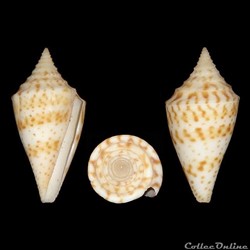 Kohniconus delessertii (Recluz, 1843)