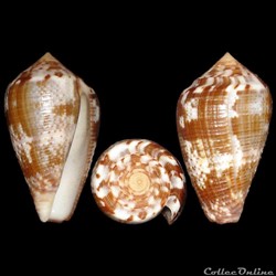 Pionoconus catus (Hwass, 1792)