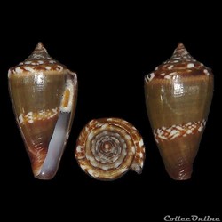 Lautoconus (Africonus) antoniomonteiroi (Rolán, 1990)