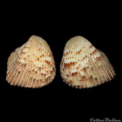 Cardiidae - Americardia media (Linné, 1758)