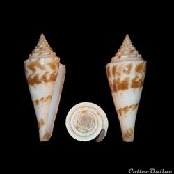 Fusiconus (Fusiconus) ichinoseanus (Kuroda, 1956)