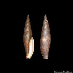 Mitridae - Cancilla scrobiculata crosnieri (Cernohorsky, 1970)