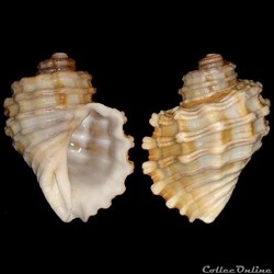 Cymatiidae - Cabestana cutacea (Linné, 1767)