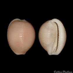 Triviidae - Trivia multilirata (Sowerby II, 1870)