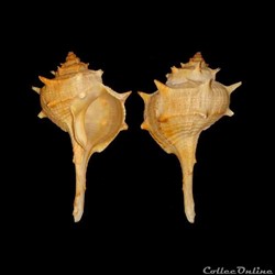 Muricidae - Bolinus brandaris (Linné, 1758)