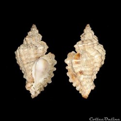 Muricidae - Ocenebra erinaceus (Linné, 1758)