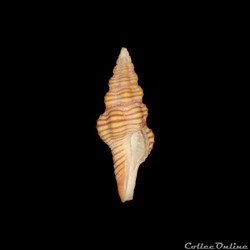 Fasciolariidae - Polygona infundibulum (Gmelin, 1791)