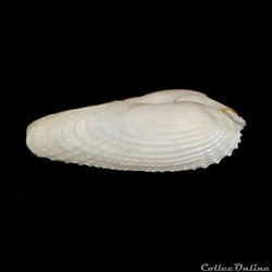 Pholadidae - Barnea candida (Linné, 1758)