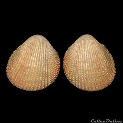 Cardiidae - Dallocardia muricata (Linné, 1758)