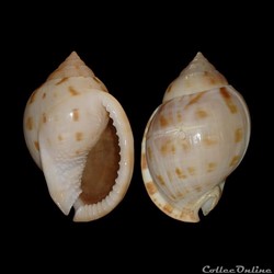 Cassidae - Semicassis granulata (Born, 1778)