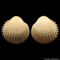 Cardiidae - Bucardium ringens (Bruguière, 1789)
