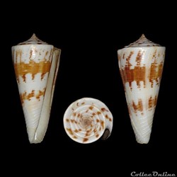 Kioconus (Kioconus) tribblei (Walls, 1977)