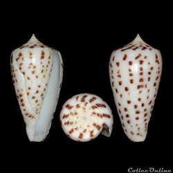 Phasmoconus (Phasmoconus) zapatosensis (Röckel, 1987)