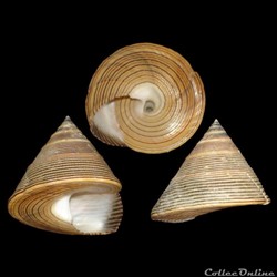Calliostomatidae - Calliostoma javanicum (Lamarck, 1822)