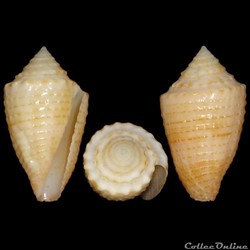 Jaspidiconus henckesi (Coltro, 2004)