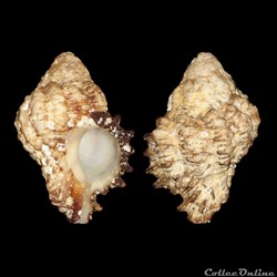 Muricidae - Hexaplex angularis (Lamarck, 1822)
