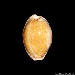 Cypraeidae - Naria acicularis (Gmelin, 1791)