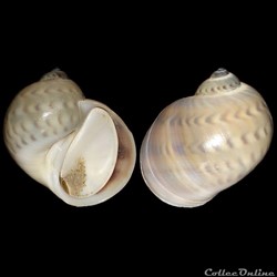 Naticidae - Natica marochiensis (Gmelin, 1791)