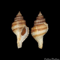 Cymatiidae - Linatella caudata (Gmelin, 1791)