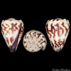 Harmoniconus sponsalis (Hwass in Bruguière, 1792)