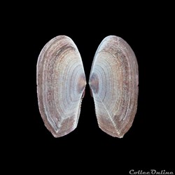 Psammobiidae - Gari fervensis (Gmelin, 1791)