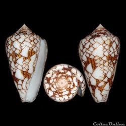Cylinder neovicarius (da Motta, 1982)