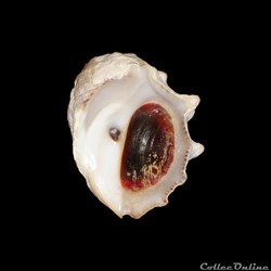 Muricidae - Thais nodosa (Linné, 1758)