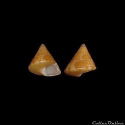 Calliostomatidae - Calliostoma laugieri (Payraudeau, 1826)