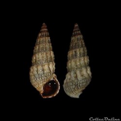 Batillariidae - Lampanella minima (Gmelin, 1791)