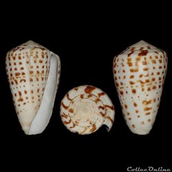 Kalloconus (Kalloconus) byssinus (Röding, 1758)