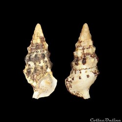 Cerithiidae - Cerithium atratum (Born, 1778)