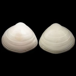 Mactridae - Spisula solida (Linné, 1758)
