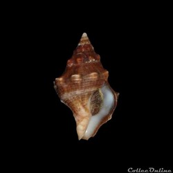 Fasciolariidae - Leucozonia nassa (Gmelin, 1791)