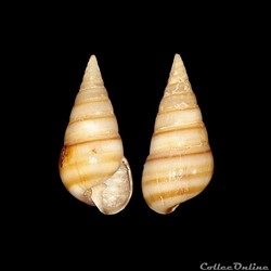 Pyramidellidae - Pyramidella dolabrata (Linné, 1758)