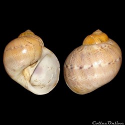 Naticidae - Natica sp.