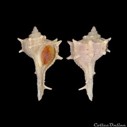 Muricidae - Bolinus brandaris (Linné, 1758)