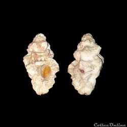 Muricidae - Favartia alveata (Kiener, 1842)