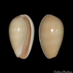 Cystiscidae - Persicula cornea (Lamarck, 1822)