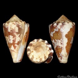 Conidae - Stephanoconus regius (Gmelin, 1791)