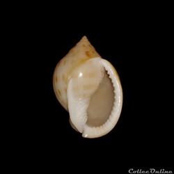 Cassidae - Semicassis granulata (Born, 1778)