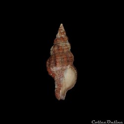 Fasciolariidae - Polygona angulata (Röding, 1798)