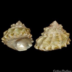 Turbinidae - Lithopoma tuber (Linné, 1758)